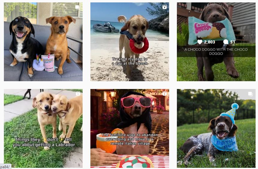 Barkbox is one of many DTC subscription brands